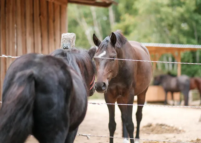 Gospodarstwo agroturystyczne Biohof Medewege Schwerin (Mecklenburg-Vorpommern)